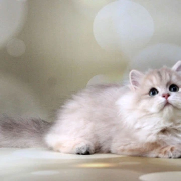 Xenа Longhair British Kittens | Kitten for sale. 