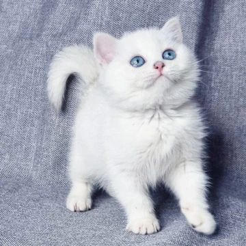 Hayley British Kittens | Kittens for sale. 