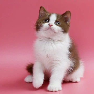 Saiman British Kittens | Large selection of kittens. 