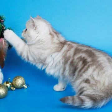 Xiolia British Kittens | Kittens for sale. 