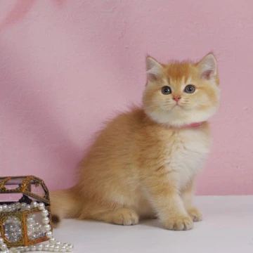 Uilliam2 British Kittens | Large selection of kittens. 