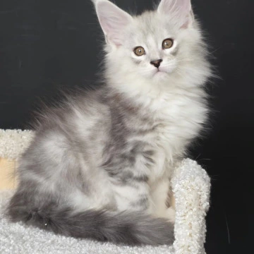 Odin Maine Coon Kittens | Large selection of kittens. 