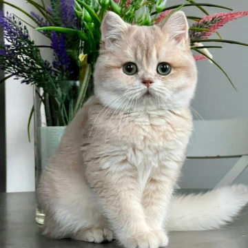 Maurice British Shorthair Kittens | Kitten for sale. 