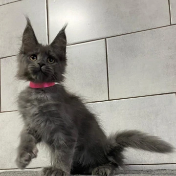Jirin Polydactyl Maine Coon Kittens | Kittens for sale. 