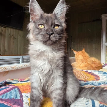 Joker Maine Coon Kittens | Kitten for sale. 