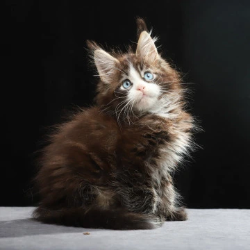 Truman Maine Coon Kittens | Kittens for sale. 