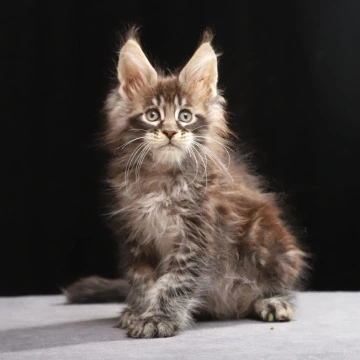 Timberland Maine Coon Kittens | Kitten for sale. 