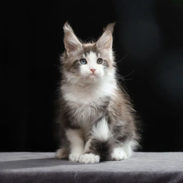Raymond Maine Coon Kittens | Kittens for sale. 