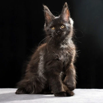 Oriana Polydactyl Maine Coon Kittens | Buy a kitten. 