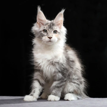 Naomi Maine Coon Kittens | Buy a kitten. 