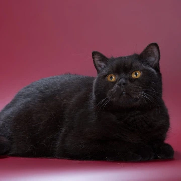 Angel British Kittens | Large selection of kittens. 