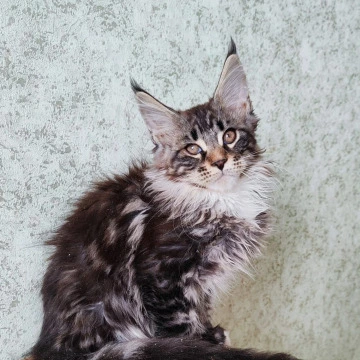 Nikon Maine Coon Kittens | Buy a kitten. 