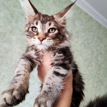 Nevada Maine Coon Kittens | Large selection of kittens. 