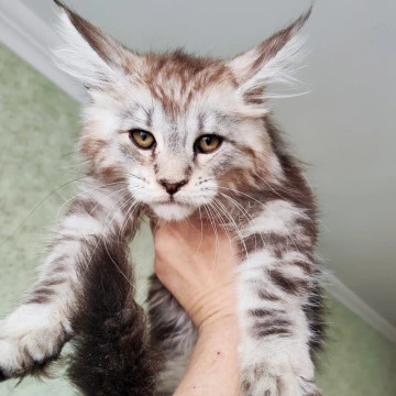 Max Maine Coon Kittens | Buy a kitten. 