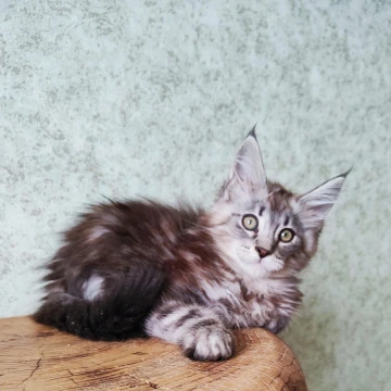Maison Maine Coon Kittens | Buy a kitten. 
