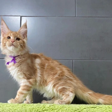 Kirshach British Kittens | Kittens for sale. 