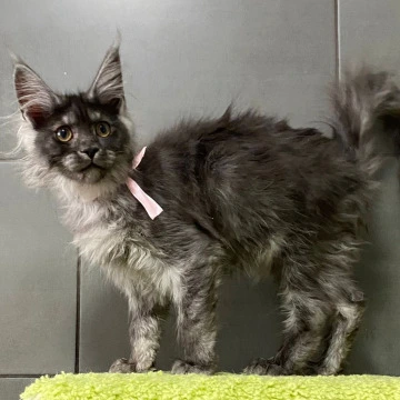 Karelia British Kittens | Kitten for sale. 