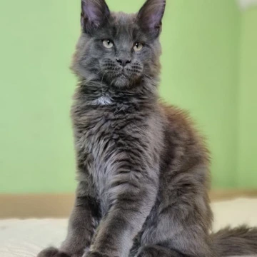 Usman Maine Coon Kittens | Buy a kitten. 