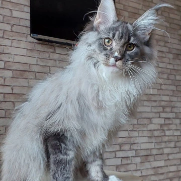 Duran Duran Maine Coon Kittens | Kittens for sale. 