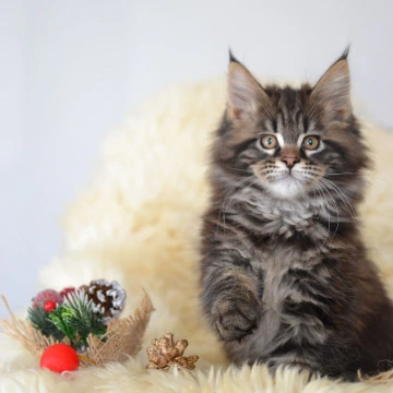 Fasolka Maine Coon Kittens | Kittens for sale. 