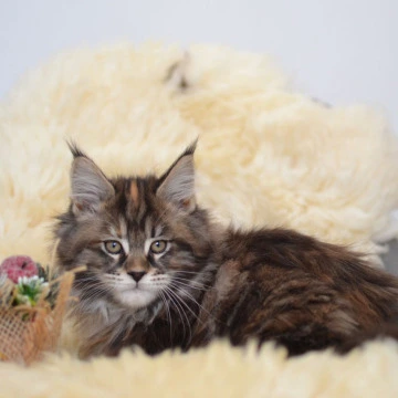 Fleshka Maine Coon Kittens | Large selection of kittens. 
