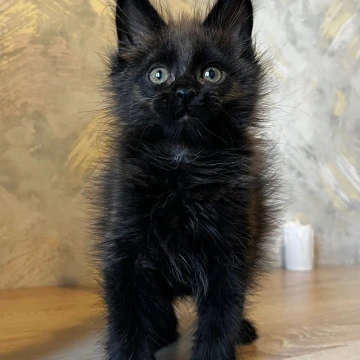 Jared Maine Coon Kittens | Buy a kitten. 