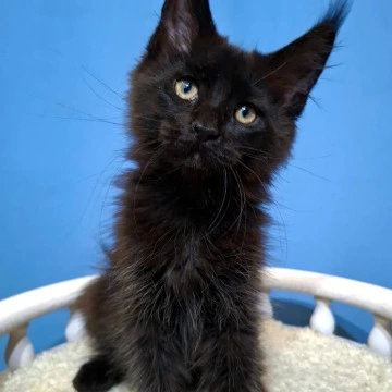 Bastet Maine Coon Kittens | Kittens for sale. 