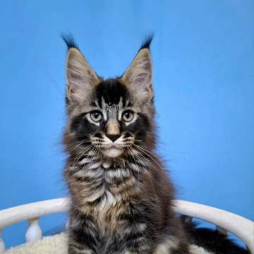 Balu Maine Coon Kittens | Large selection of kittens. 