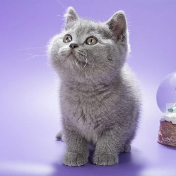 Oliver British Kittens | Large selection of kittens. 