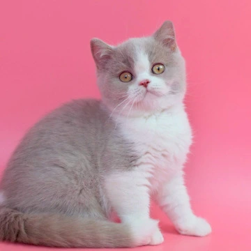 Quest British Kittens | Kitten for sale. 