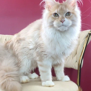 Potap Maine Coon Kittens | Kitten for sale. 