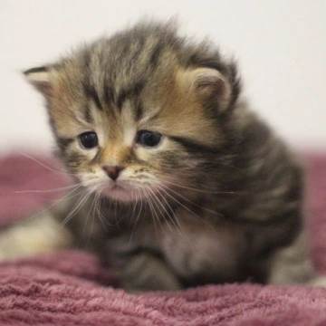 Cassius Siberian Kittens | Buy a kitten. 