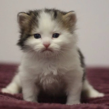 Columb Siberian Kittens | Kitten for sale. 
