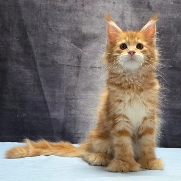 Lesotho Polydactyl Maine Coon Kittens | Large selection of kittens. 