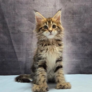 Lebanon Polydactyl Maine Coon Kittens | Large selection of kittens. 