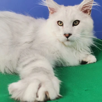 Azart Maine Coon Kittens | Buy a kitten. 