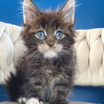 Romeo Maine Coon Kittens | Large selection of kittens. 