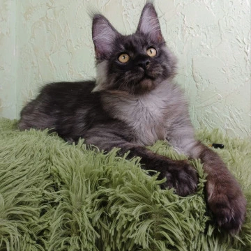 Akashi Maine Coon Kittens | Kittens for sale. 