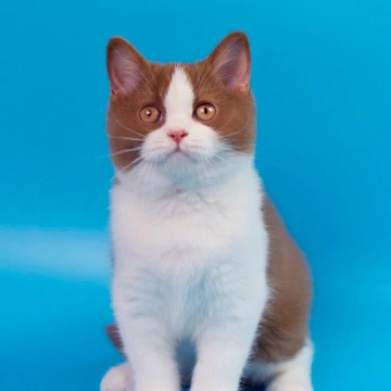 Simsa British Kittens | Kitten for sale. 