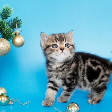 Clifford British Kittens | Buy a kitten. 