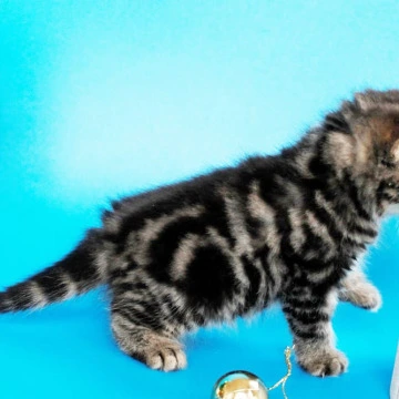 Celin British Kittens | Kittens for sale. 
