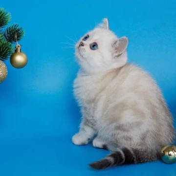 Bakara British Kittens | Kittens for sale. 