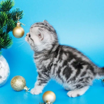 Dakota British Kittens | Buy a kitten. 