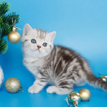 Demario British Kittens | Large selection of kittens. 