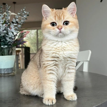 Orpheus British Kittens | Large selection of kittens. 