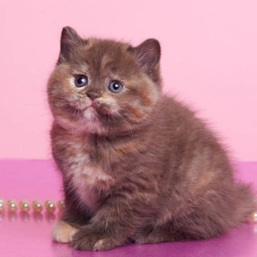 Glory British Kittens | Kittens for sale. 