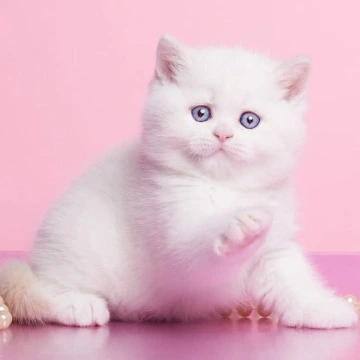 Garry British Kittens | Kittens for sale. 