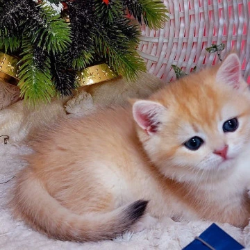 Jonathan British Kittens | Large selection of kittens. 