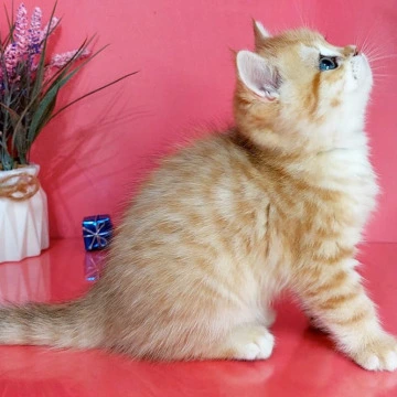 Justin British Kittens | Kittens for sale. 