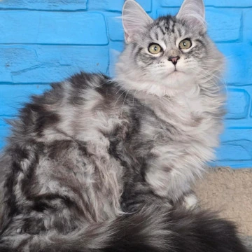 Yoker Maine Coon Kittens | Large selection of kittens. 